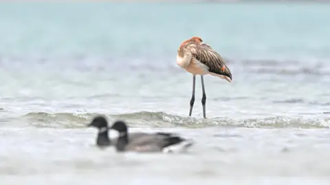 Mickaël Belliot A flamingo stood sleeping in shallow waters, with two geese in the foreground