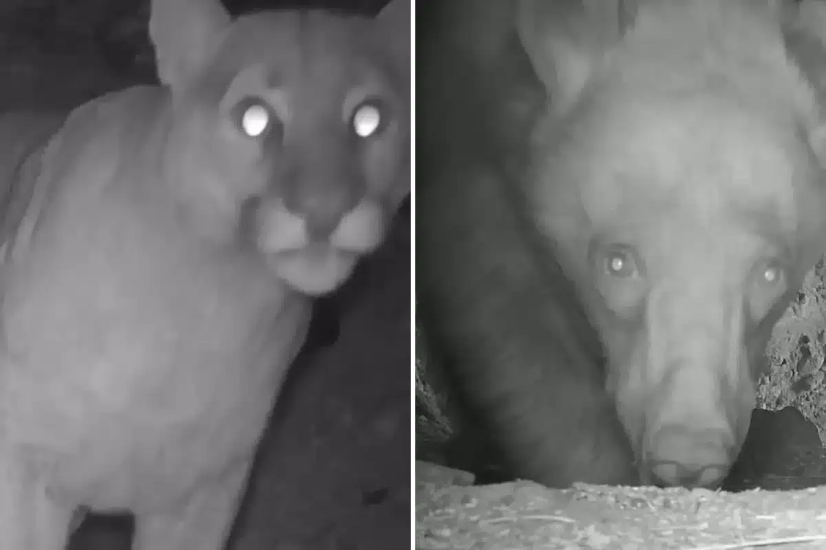A Few Examples Of The Animals Detected By The Camera.