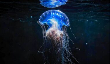 A Mysterious Marine Creature Just Surfaced In Japan, And Researchers Say It Shouldn’t Even Be There