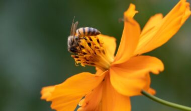 Scientists discover new bee species with devil-like horns - The Independent