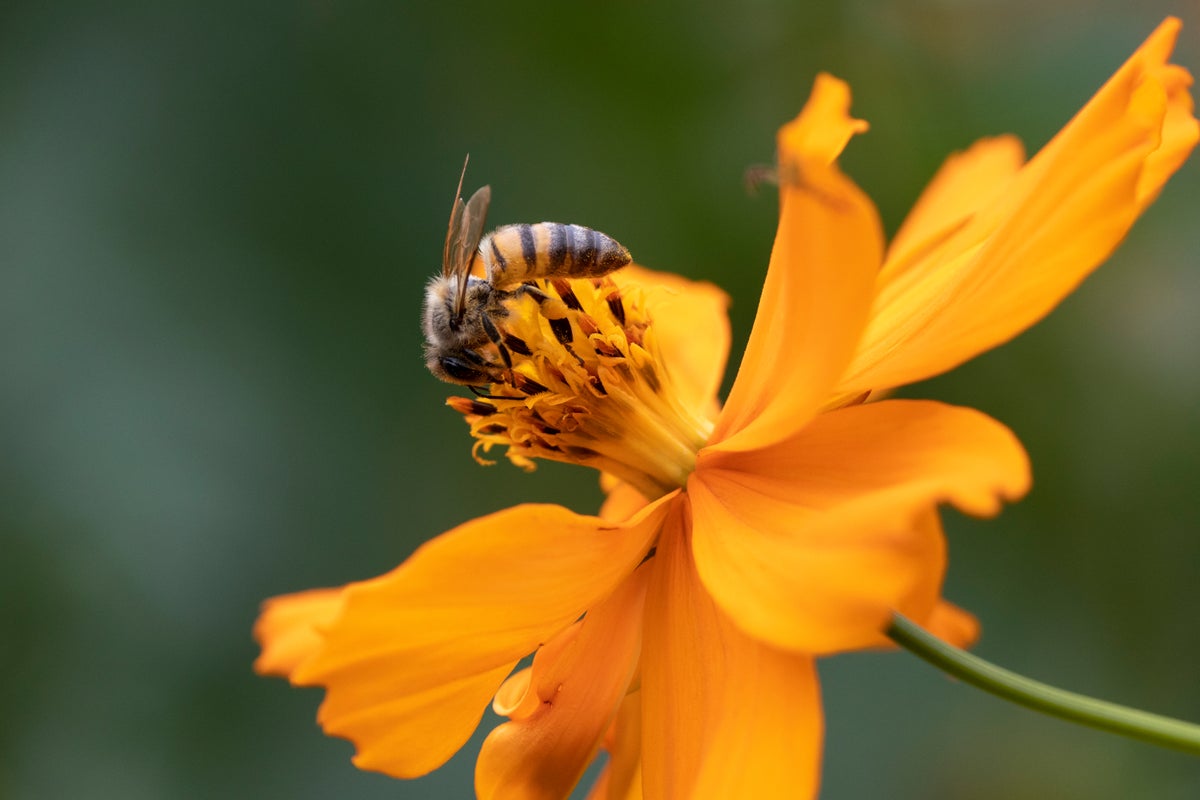 Scientists discover new bee species with devil-like horns - The Independent