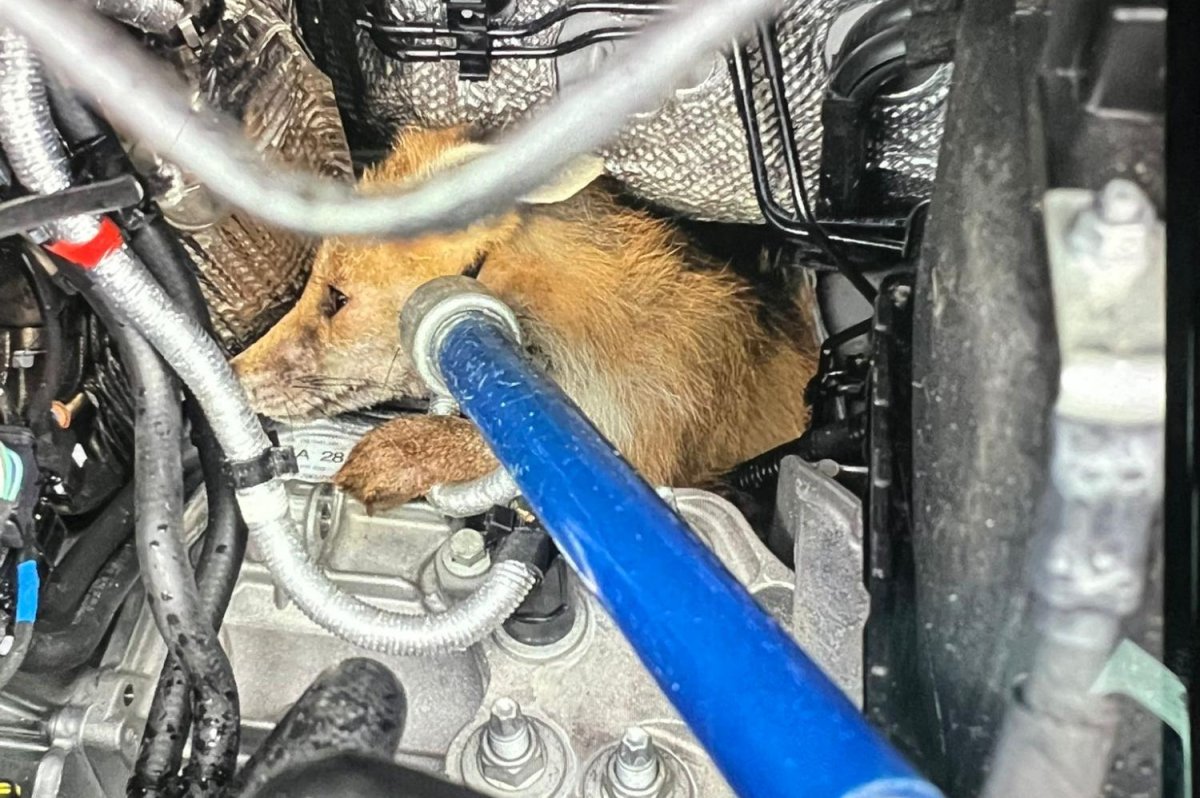 Look: Amazon driver finds fox trapped in engine of delivery van
