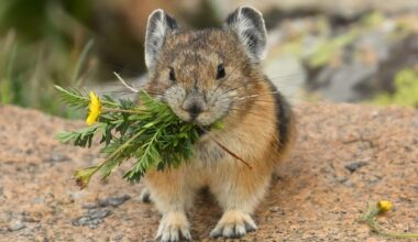 American pika