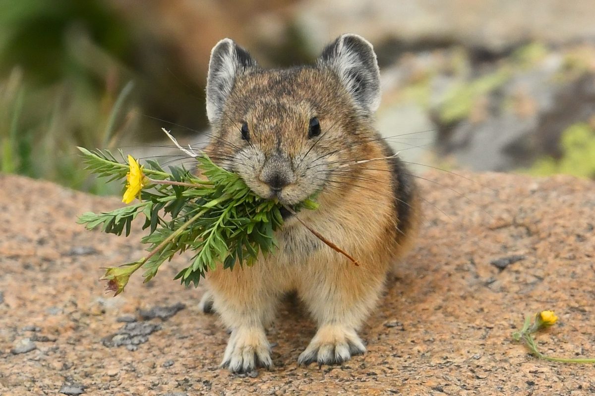 American pika
