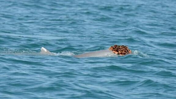 Australian humpback dolphins wearing a sea-sponge hat (Photo: WA Parks and Wildlife Service) דולפין סוסא אוסטרלי חובש ספוג ככובע