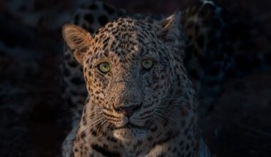 Deadly city dwellers: 4 lethal apex predators lurking in urban streets, from big cats to deadly bears