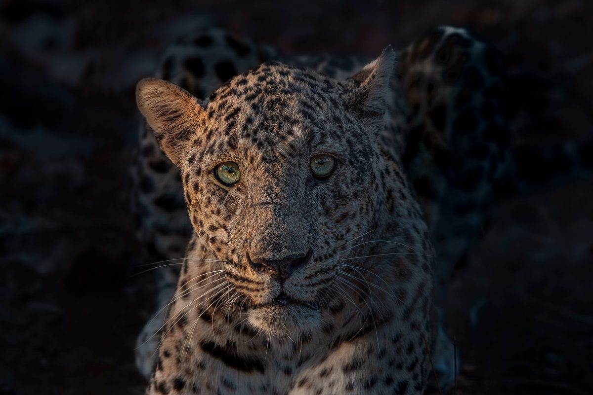 Deadly city dwellers: 4 lethal apex predators lurking in urban streets, from big cats to deadly bears