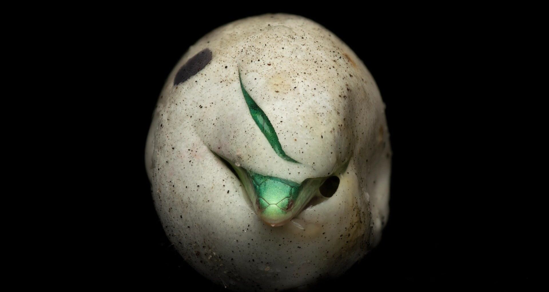 A close-up photograph shows the bright green head of a hatching snake emerging from a small slit in its speckled, off-white egg, set against a black background.