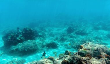 Skeletons in the Ocean: Are Coral Reefs Beyond the Point of Recovery?