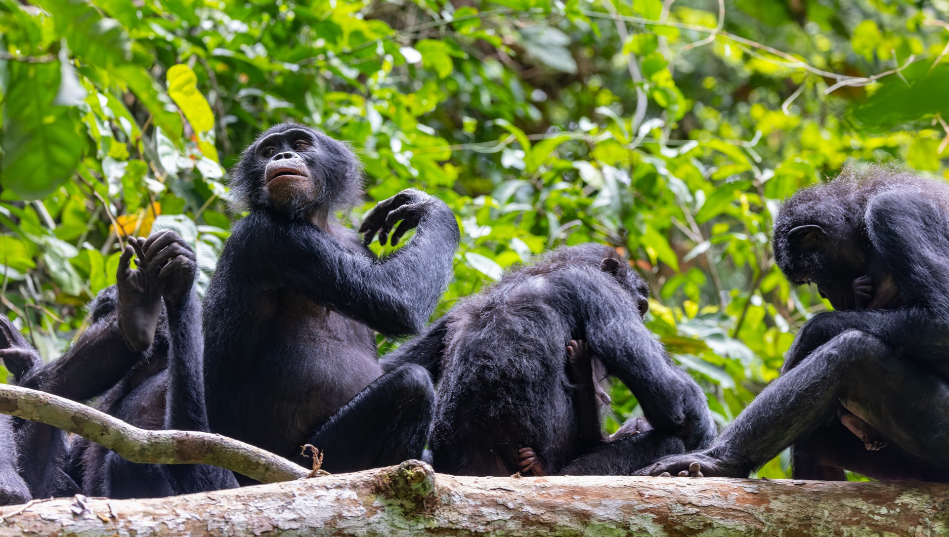 Wild bonobos grooming on a fallen tree