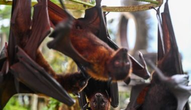 Watch heart-stopping footage of desperate flying foxes dodging deadly, monstrous crocodiles to collect water from a predator-infested river