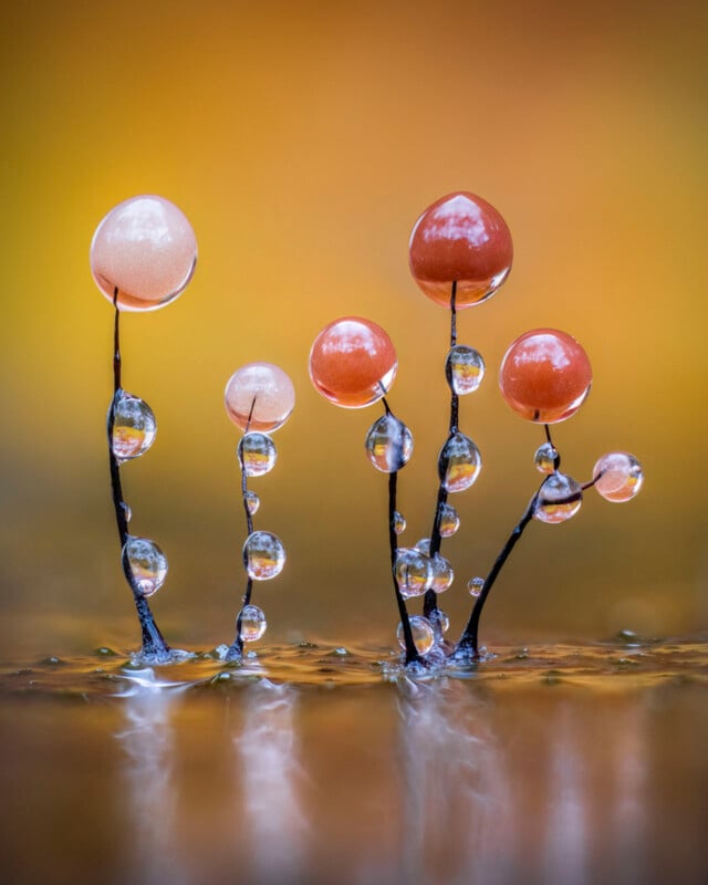 Delicate stalks topped with round, translucent orange and pink bulbs, each adorned with glistening water droplets, stand against a warm, blurred orange and yellow background.