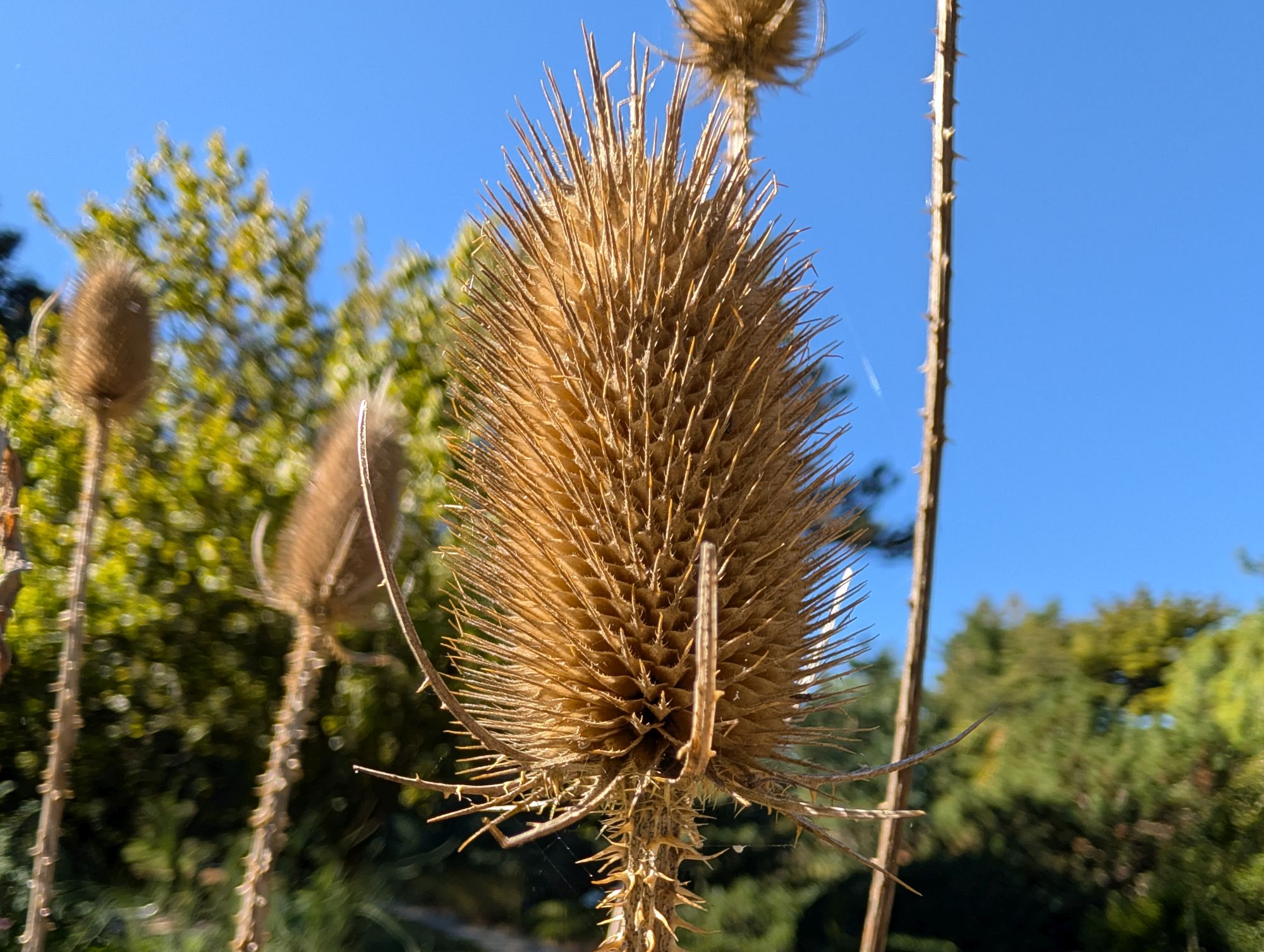 Google Pixel 10 Pro XL macro sample.