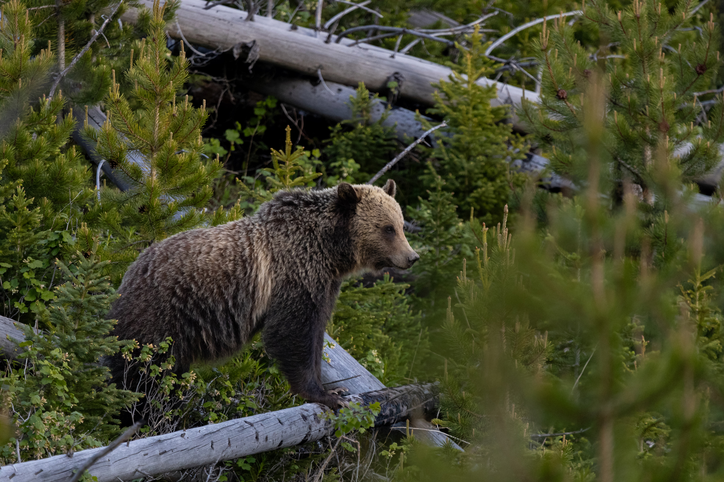 A grizzly bear roams through Yellowstone National Park. Credit: A. Falgoust/NPS