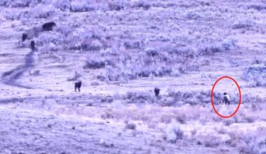 Cowboy State Daily logo