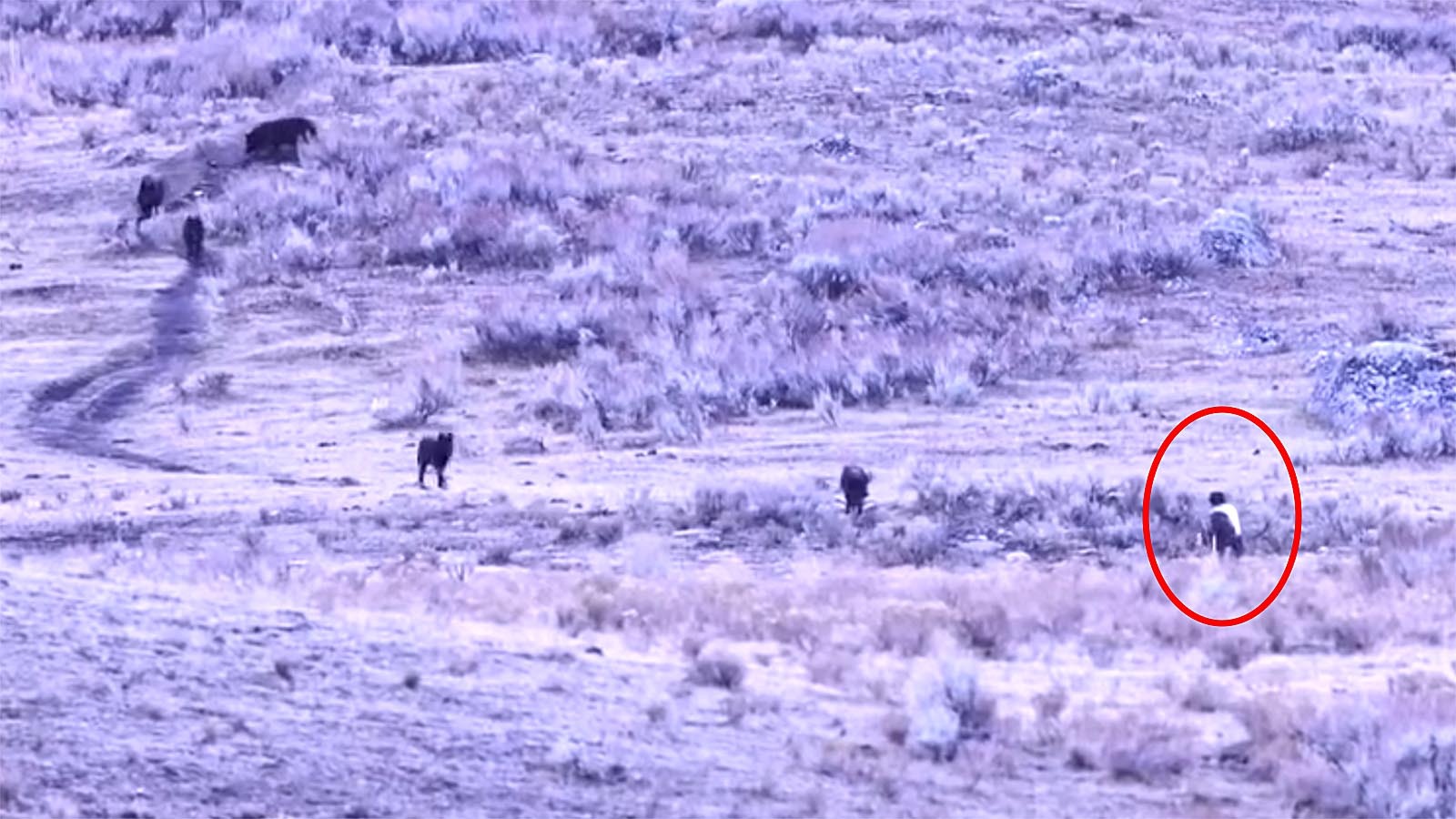 Cowboy State Daily logo