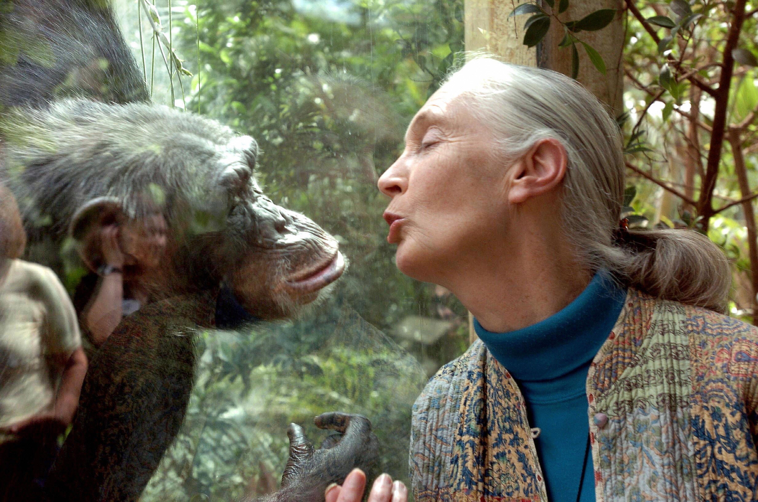 Goodall, from London, began studying chimpanzees in Africa in 1960, at the age of 26