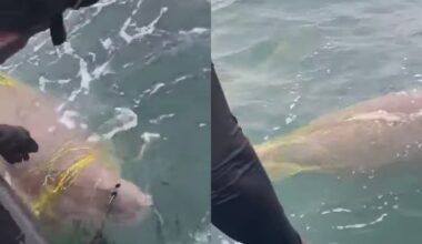 Rare Dugong rescued off Mannar coast