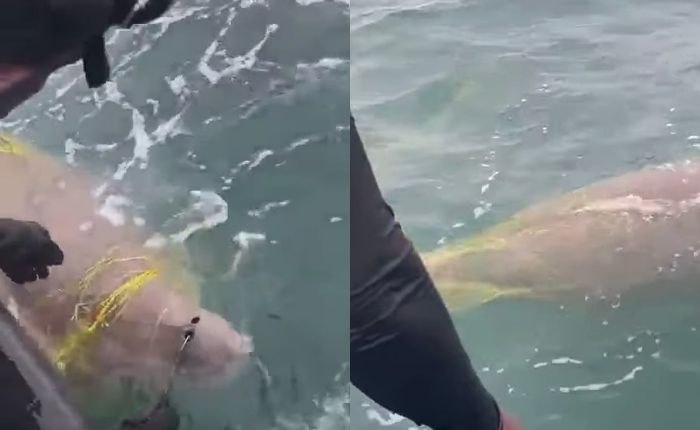 Rare Dugong rescued off Mannar coast