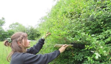 Appeal launched to help protect hazel dormice this Christmas