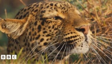Pudsey Bear on a bubbly background