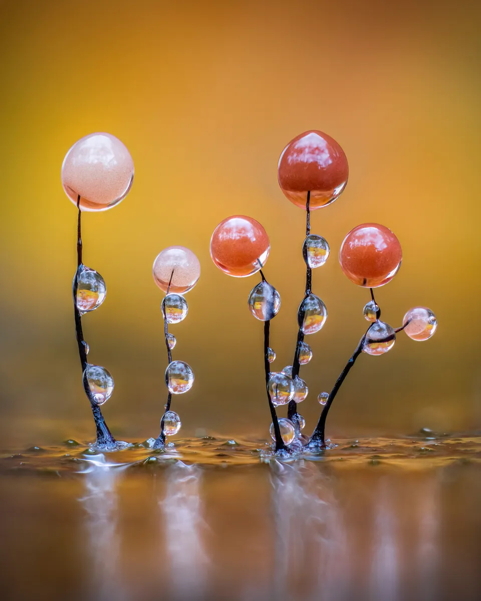 Delicate black stems adorned with large, translucent droplets, set against a blurred golden background, creating a serene, ethereal scene