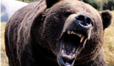 Meet The Giant Bear That Was Twice The Size Of Modern Day Monsters