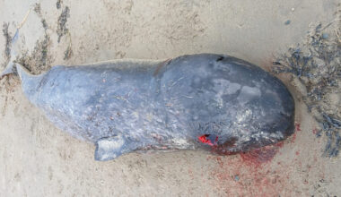 Rare narwhal discovery in Donegal stuns marine experts