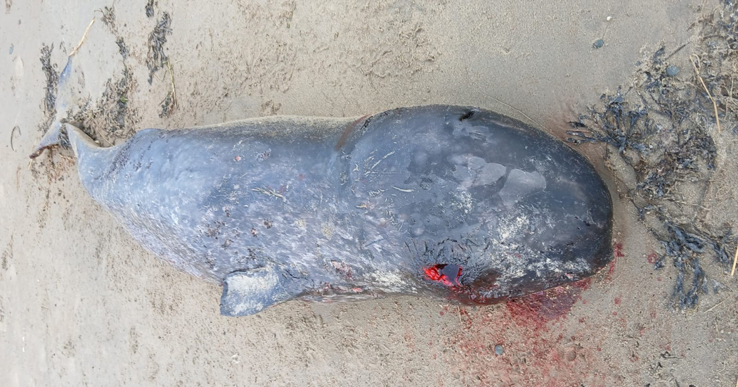 Rare narwhal discovery in Donegal stuns marine experts