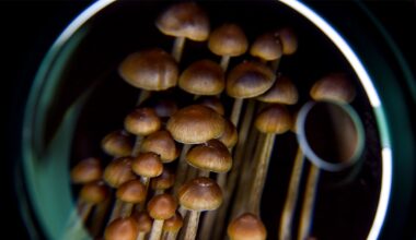 Psychedelics may strengthen memory circuits in brain