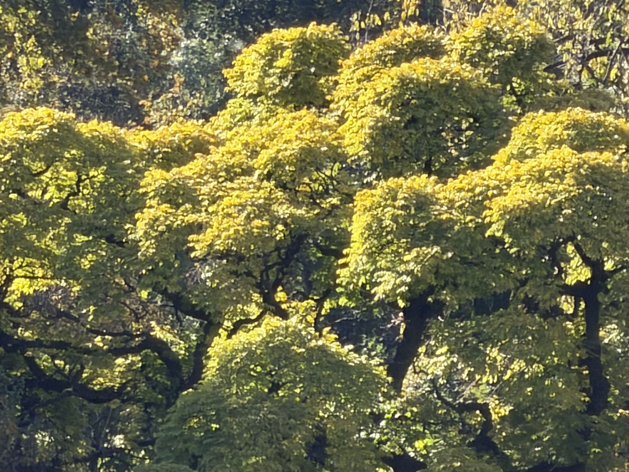 Apple iPhone 17 Pro Max zoom sample.