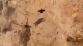 Desert fox survives fall from cliff near Mar Saba monastery