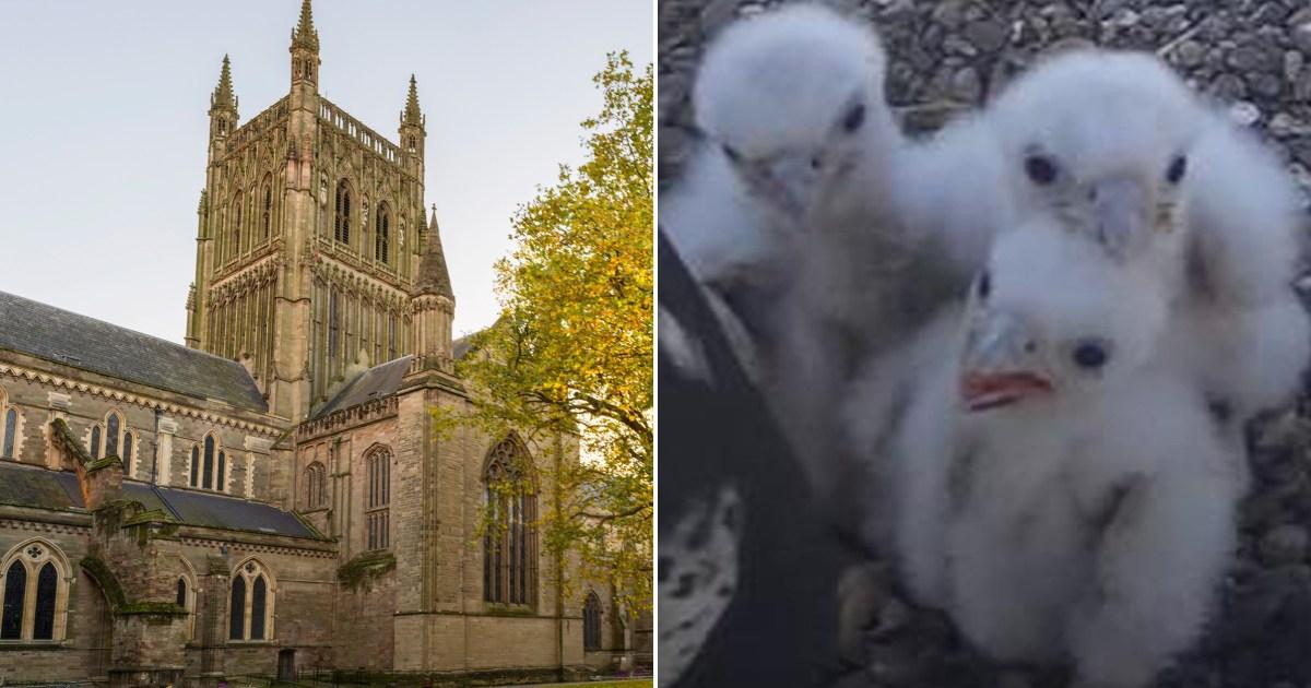 Mystery after peregrine falcon chicks living in cathedral found poisoned | News UK