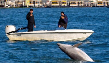Why a beloved dolphin in Venice nicknamed Mimmo could now be in danger