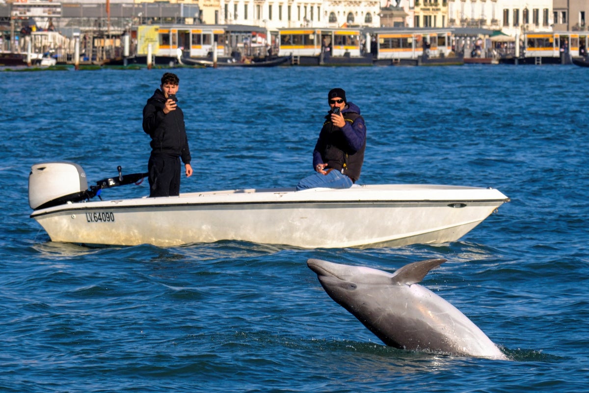 Why a beloved dolphin in Venice nicknamed Mimmo could now be in danger
