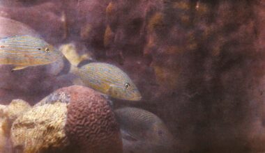 These were the first underwater photos to reveal the ocean floor—in full color