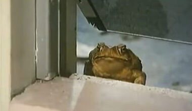 A toad sitting in a windowsill