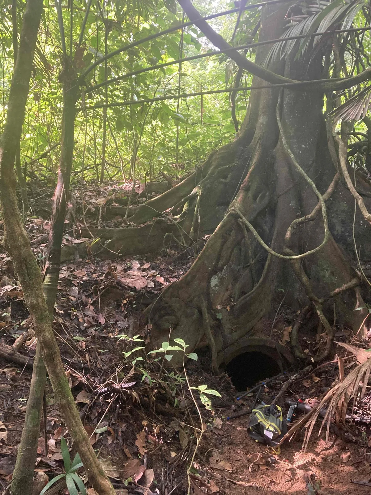 The entrance to an underground tunnel roost hidden between tree roots with antennas in the foreground