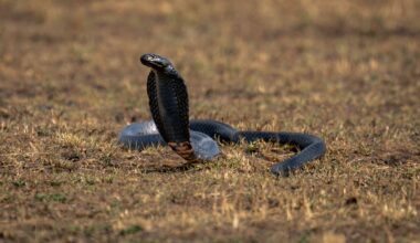 A photograph of an African mamba