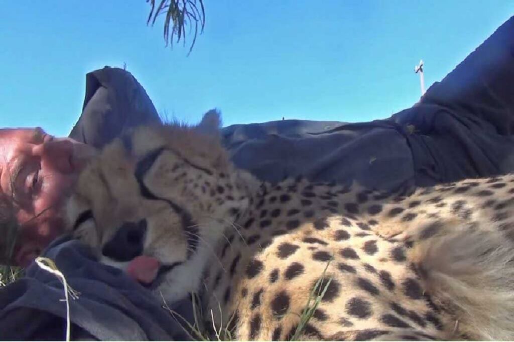 Wildlife Photographer Wakes Up to a Sleeping Cheetah Under a Tree