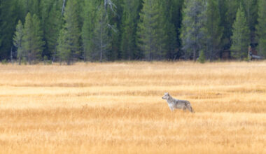 A lone wolf stands in Yellowstone National Park in September. Credit: Jacob W. Frank/NPS