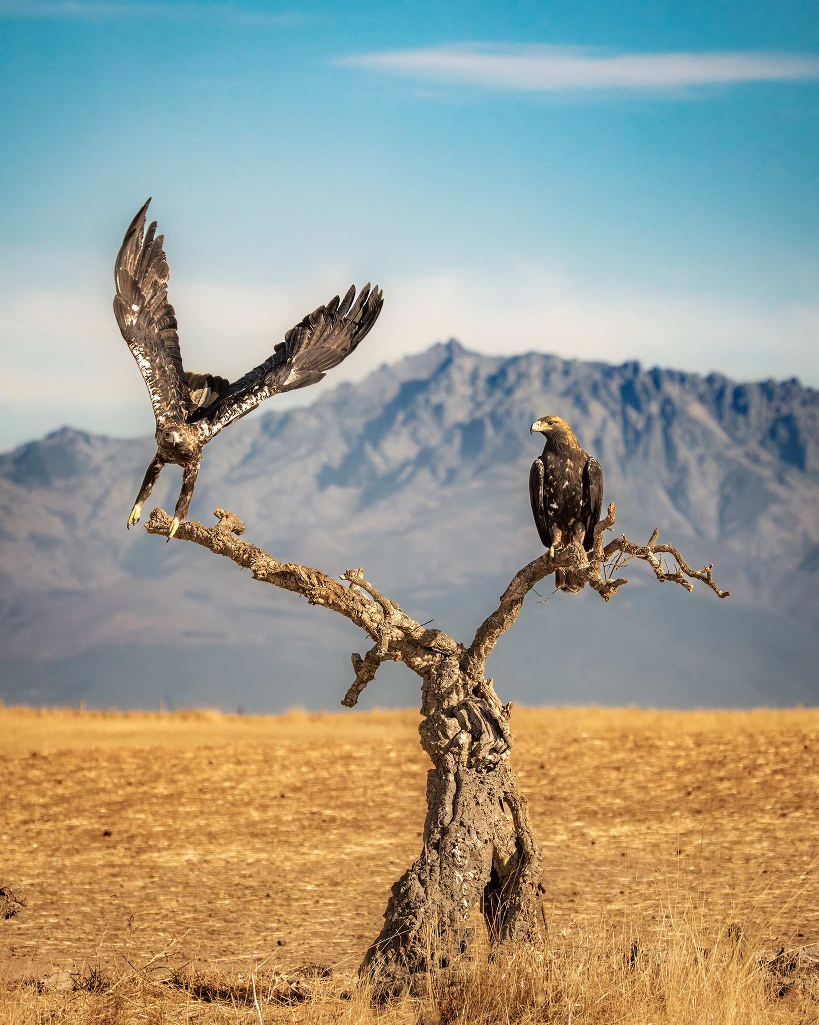 A majestic eagle takes flight from a gnarled tree, while another eagle perches calmly, with mountains in the background under a blue sky