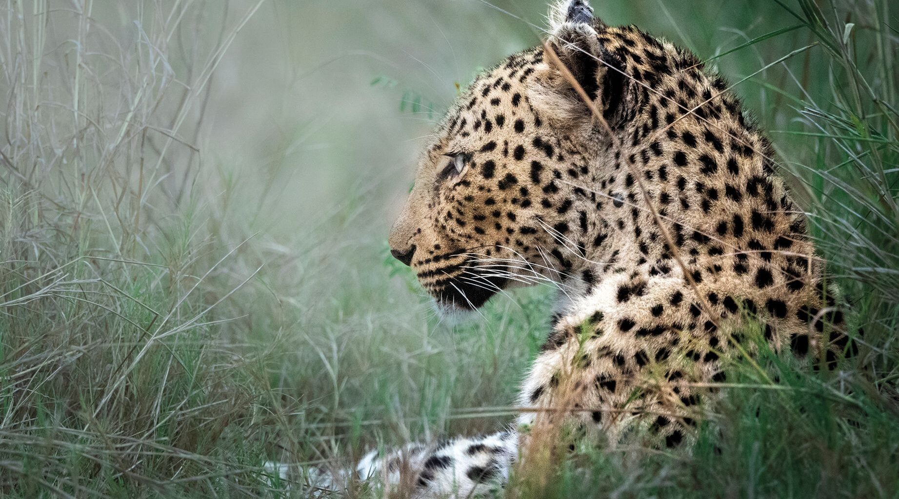 A close-up profile of a resting leopard amidst tall grass, showcasing its distinctive spotted coat and calm expression
