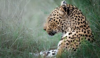 A close-up profile of a resting leopard amidst tall grass, showcasing its distinctive spotted coat and calm expression