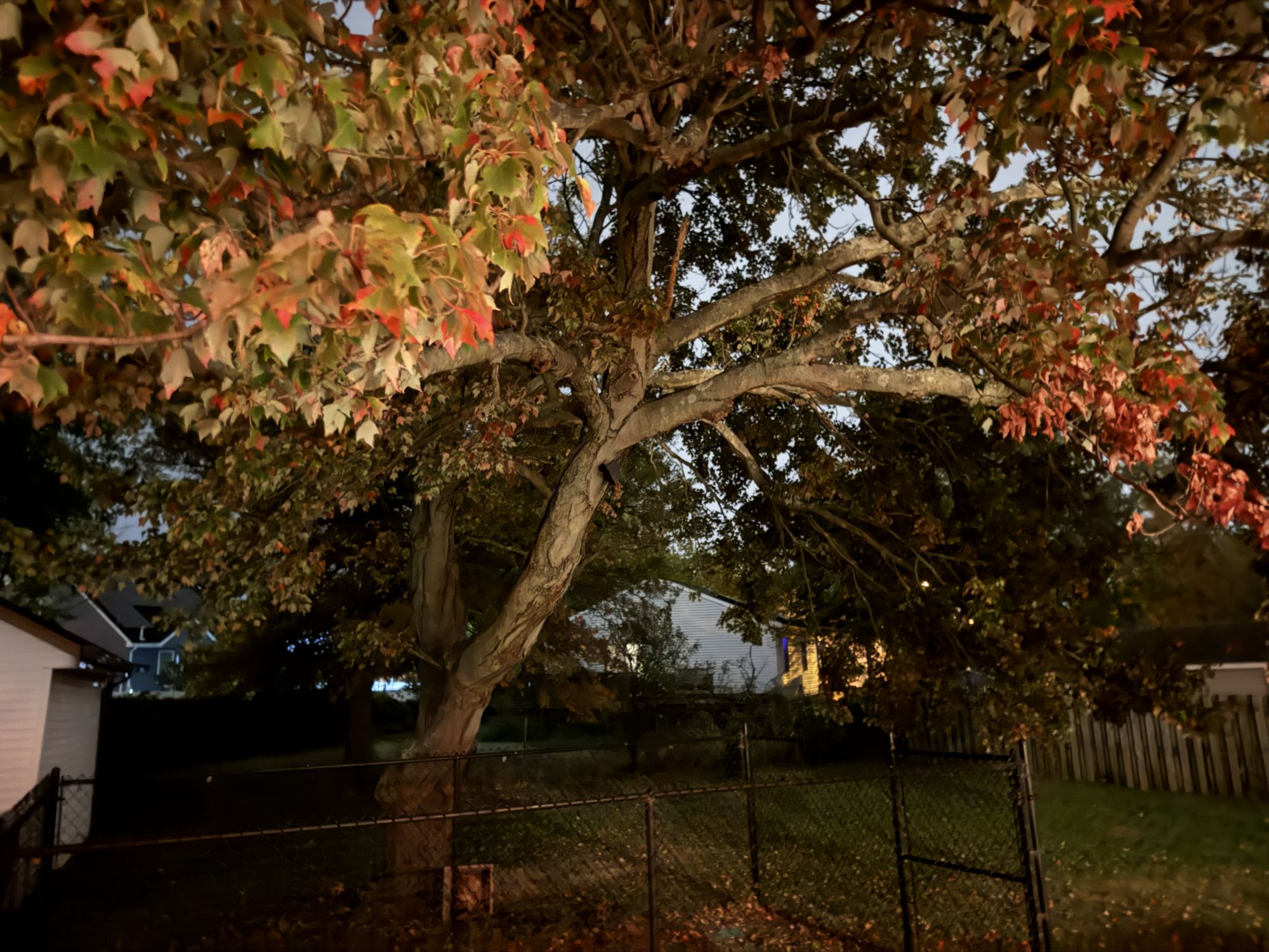 Apple iPhone 17 Pro Max low light sample.