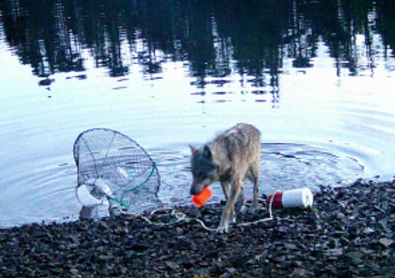 A coastal wolf in British Columbia approaches a crab trap line moments before pulling the trap to shore