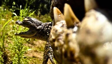 A Nile Crocodile Hatchling Being Carried In The Jaws Of An Adult