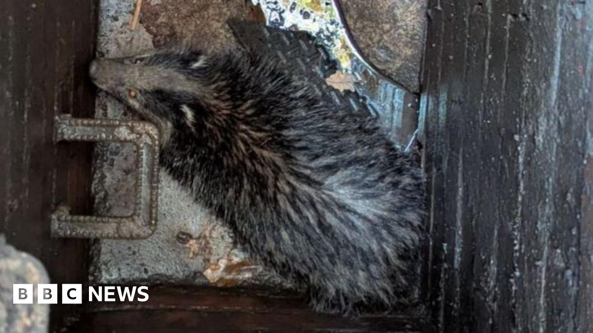 Badger down a manhole