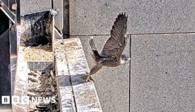 A peregrine flacon taking flight