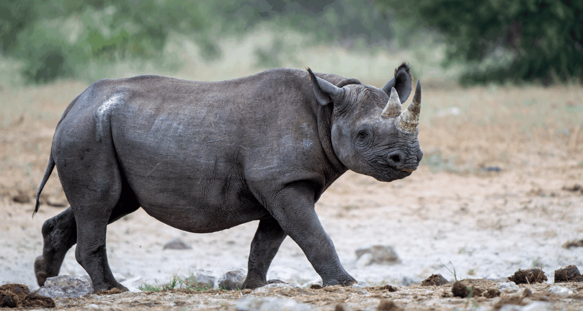 Against All Odds Critically Endangered Black Rhino Born In The Wild In Kenya